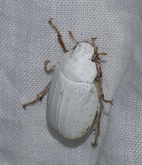 Cyphochilus apicalis