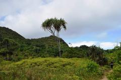 Martellidendron hornei
