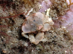 Ebalia edwardsii