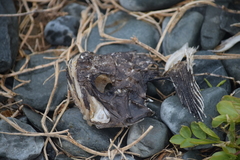 Myoxocephalus
