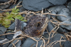 Myoxocephalus