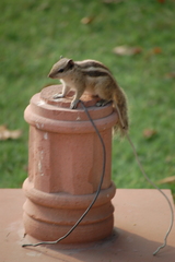 Funambulus pennantii