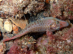 Lepadogaster lepadogaster