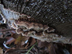 Laxitextum bicolor