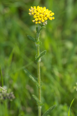 Achillea tomentosa