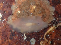 Leptoplana vitrea