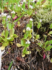 Plectritis congesta brachystemon