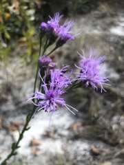Carphephorus corymbosus