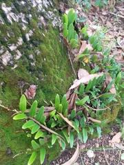 Pyrrosia adnascens