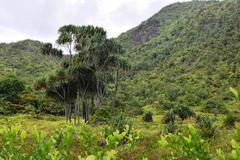 Martellidendron hornei