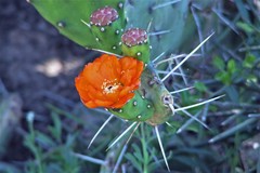 Opuntia quimilo