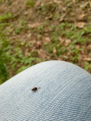 Lignyodes enucleator