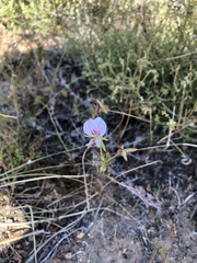 Pelargonium longicaule