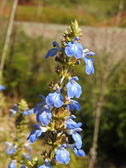 Salvia uliginosa