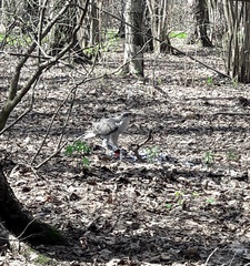 Accipiter gentilis