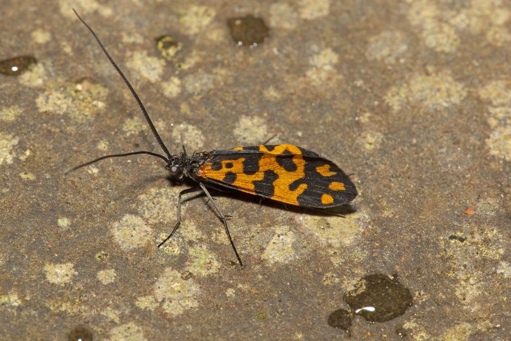Stenopsychodes crystalinus