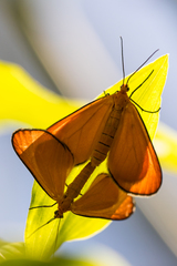 Eudulophasia