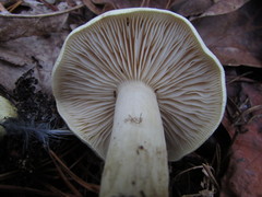 Tricholoma odorum