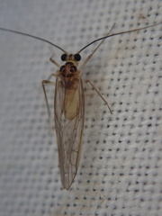 Stenopsocus