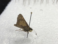 Atalopedes campestris