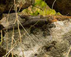 Sceloporus serrifer