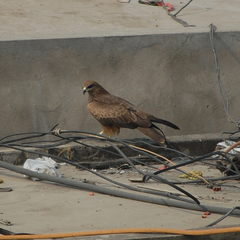 Milvus migrans