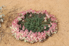 Lechenaultia macrantha