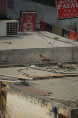 Milvus migrans