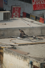 Milvus migrans