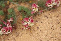 Lechenaultia macrantha
