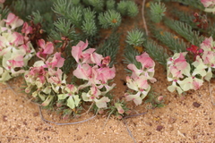 Lechenaultia macrantha