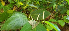 Piper glabrescens