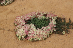 Lechenaultia macrantha