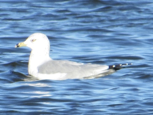 Ring-billed Gull photographed in Oklahoma