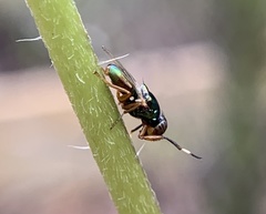 Physiphora clausa