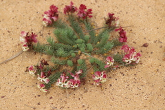 Lechenaultia macrantha