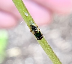 Physiphora clausa