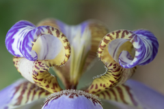 Trimezia coerulea