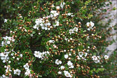 Leptospermum micromyrtus