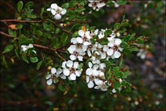 Leptospermum micromyrtus