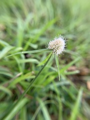 Cyperus richardii