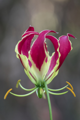 Gloriosa superba