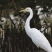 Medium Egret - Photo (c) Hong, some rights reserved (CC BY-NC), uploaded by Hong