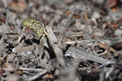 Liolaemus grosseorum