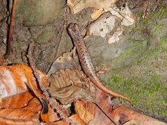 Speleomantes italicus