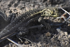 Liolaemus grosseorum