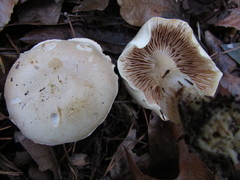 Tricholoma odorum