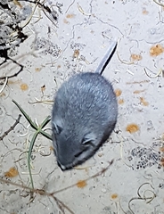 Onychomys leucogaster