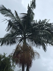 Archontophoenix alexandrae