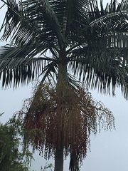 Archontophoenix alexandrae